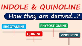 Indole and Quinoline alkaloids  How they are derived [upl. by Bartolemo643]