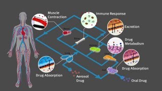 Human Organs On Chips [upl. by Hserus508]