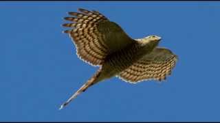 Sparrowhawk Bird Call Bird Song [upl. by Stelle]