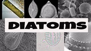 What are Diatoms [upl. by Manning]