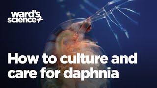 Caring and Culturing for Daphnia [upl. by Eeraj881]