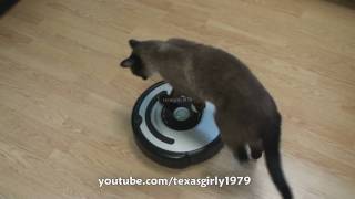 Cat shows HOW TO use iRobot Roomba Vacuum [upl. by Sharai318]