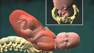 Cervical Effacement 3D Animation [upl. by Anahsar]