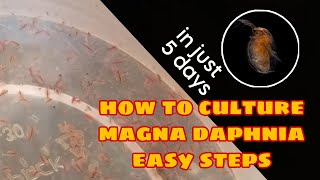 How to Culture Magna Daphnia Easily [upl. by Maffa]