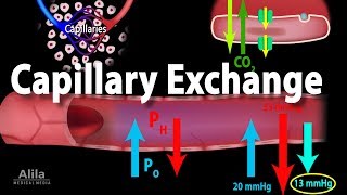 Capillary Exchange and Edema Animation [upl. by Finnegan]