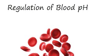 Regulation of Blood pH [upl. by Ontine]