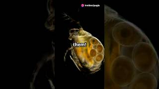 How to culture Daphnia for your Aquarium [upl. by Azeel]