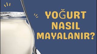 Yoğurt nasıl mayalanır [upl. by Aipmylo]