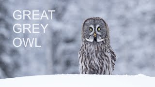 GREAT GREY OWL in KUUSAMO FINLAND Ruler of the taiga forest [upl. by Hescock744]