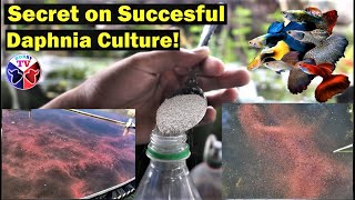 How to Culture Daphnia Successfully [upl. by Mehsah660]