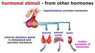 The Endocrine System [upl. by Arriek]