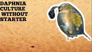 HOW TO CULTURE DAPHNIA NATURALLY WITHOUT A STARTER [upl. by Yntrok]