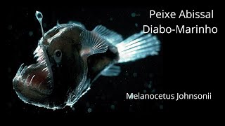 Curiosidades sobre o Peixe DiaboNegroMarinho  Melanocetus Johnsonii [upl. by Manvell525]