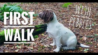 Our Springer Spaniel Puppys First Walk [upl. by Remle]