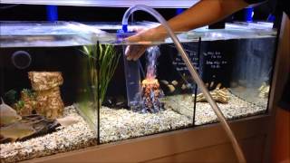 How to use a gravel vac to vacuum your aquarium [upl. by Stanislas]