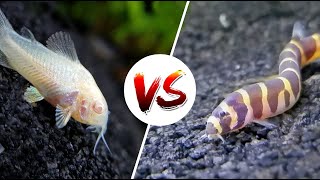 Cory Catfish vs Loaches – Which is Better [upl. by Lucie]