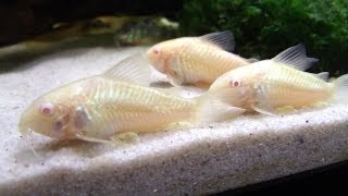 Breeding Cory Catfish A HOW TO VIDEO [upl. by Dorman]