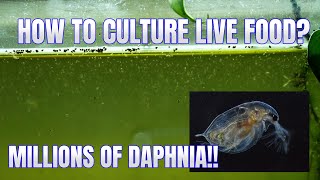 How to Culture Daphnia Secret Method to Breed MILLIONS  Simply Aquatic [upl. by Martyn42]