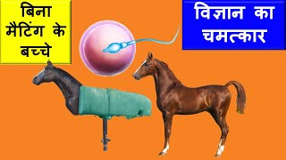 Ghoda Ghodi Ki Mating Video  IVF In Horse  Artificial Breeding Techniques In Horse Information [upl. by Leanatan]