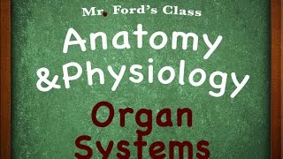 Introduction To Anatomy Physiology Organ Systems 0104 [upl. by Kcireddor]