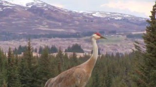 Sandhill Crane Vocalizations [upl. by Neahs843]