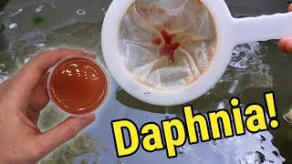 How I Culture Daphnia In Outdoor Tubs [upl. by Yedoc823]