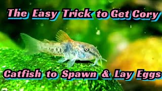 How to Breed Cory Catfish Spawning Corydoras Venezuelanus for Profit Species Spotlight  Care [upl. by Vasyuta969]