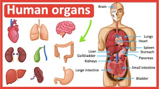 Organs in the human body  Easy learning video [upl. by Olympias]