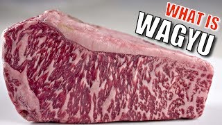 What is Wagyu [upl. by Devin]