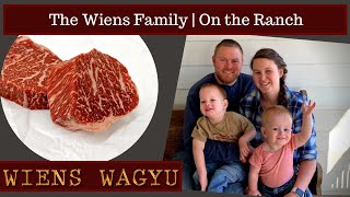 Wiens Wagyu How we raise our Wagyu Cattle [upl. by Aihsikal]