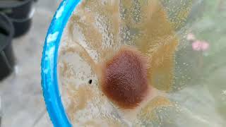 How to culture daphnia moina in a small container Part 1 English Subtitle [upl. by Lobell]