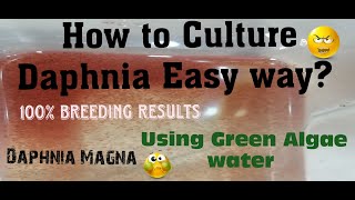 Daphnia MagnaHow to Culture Daphnia Easy wayCulturing Daphnia using Green water Daphnia [upl. by Esital]