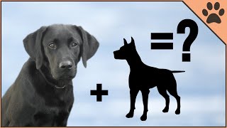 10 Unbelievable Labrador Mix Breeds [upl. by Favin]