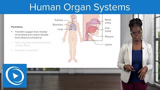 Human Organ Systems – Physiology  Lecturio Nursing [upl. by Ileak]