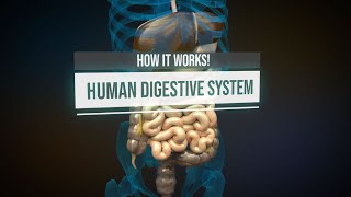 Human digestive system  How it works Animation [upl. by Yretsym]