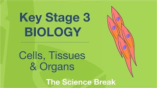 Key Stage 3 Biology  Cells Tissues and Organs [upl. by Rooke567]