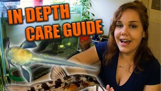 How to Raise Corydoras Fry [upl. by Duster196]