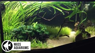 Planted Tank 40 Gallon Breeder See you in 6 Months [upl. by Omlesna]