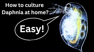 BEST Live Fish Food Beginner guide How to Culture Daphnia at home [upl. by Rennane182]