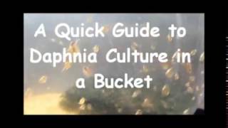 How to culture daphnia outside [upl. by Pelson14]