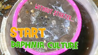 How to culture daphnia moina the easy way 1  Starting the Daphnia culture [upl. by Tabb]