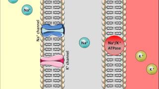 Thiazides Diuretics  Mechanism of action [upl. by Enaz]