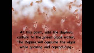 Daphnia  How to grow daphnia in your home [upl. by Sparkie]