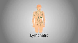 Organ System Overview [upl. by Derfniw845]