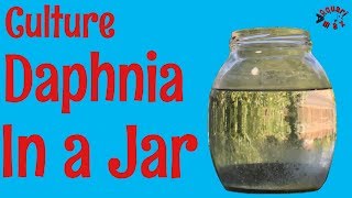 How to Culture Daphnia in a Jar [upl. by Asserak]