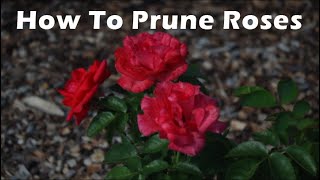 Rose Tips How to Prune Roses in Texas [upl. by Hertz]