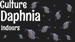 How to Culture Daphnia [upl. by Grof526]