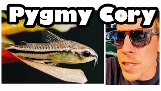 Pygmy Corydoras Care Need to Know [upl. by Lan]