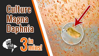 How to culture DAPHNIA MAGNA  The easy way [upl. by Eevets]