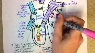 Heart Structure and Circulation [upl. by Goulden]